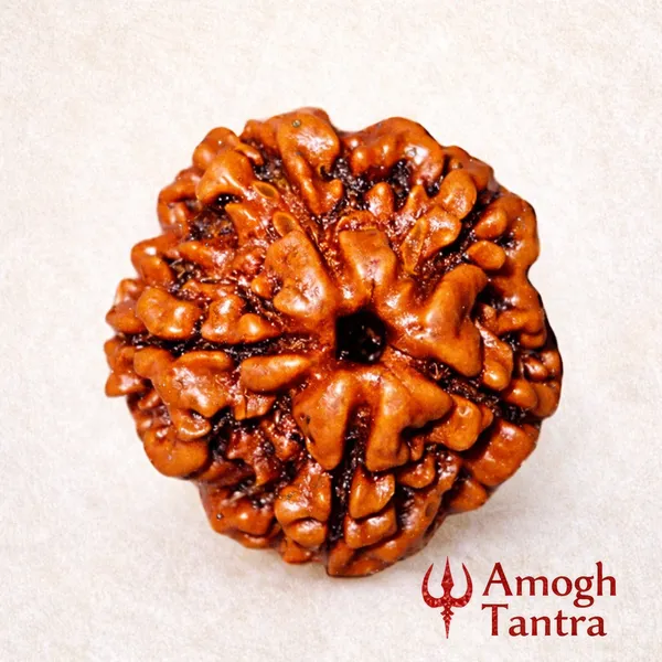 5_Mukhi_Nepali_Rudraksha_(Govt_Lab_Certified)
