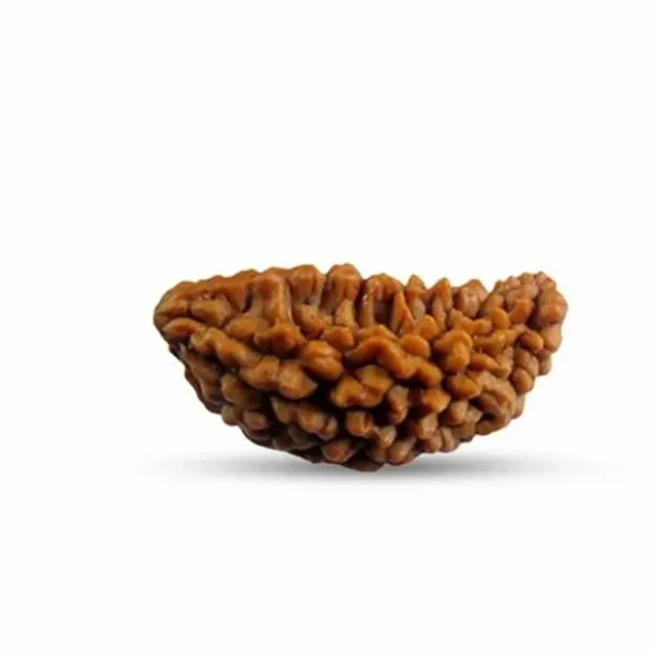 1_Mukhi_Nepali_Rudraksha_(Govt_Lab_Certified)