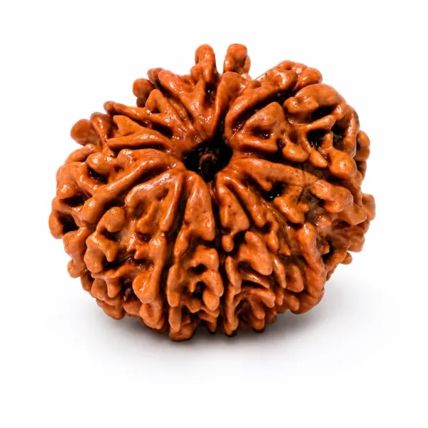 10_Mukhi_Nepali_Rudraksha_natural_bead