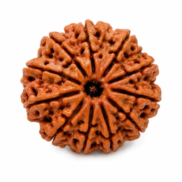 11_Mukhi_Nepali_Rudraksha_�_Powerful_Bead