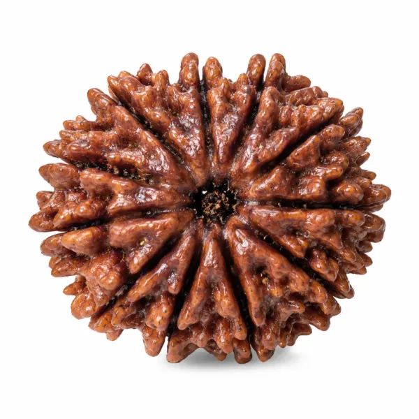 12_Mukhi_Nepali_Rudraksha