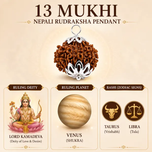 13_Mukhi_Nepali_Rudraksha_Pendant_�_Attraction_&_Confidence_Bead