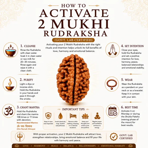 2_Mukhi_Nepali_Rudraksha