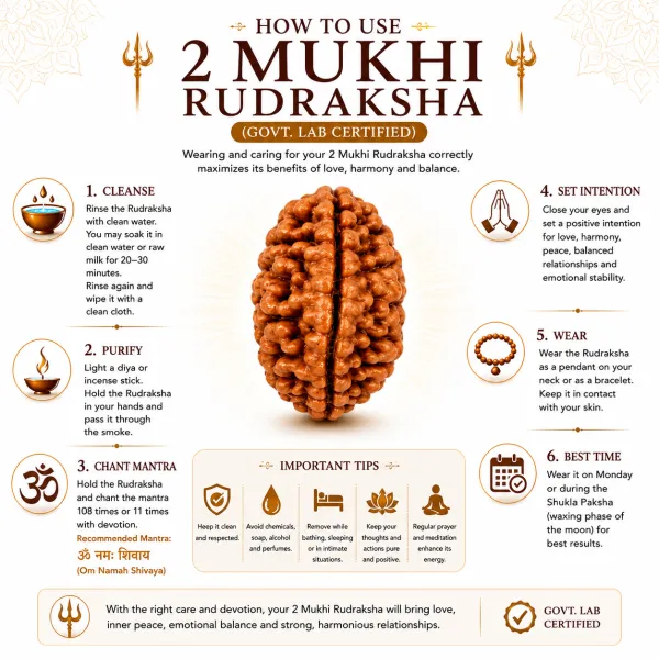 2_Mukhi_Nepali_Rudraksha