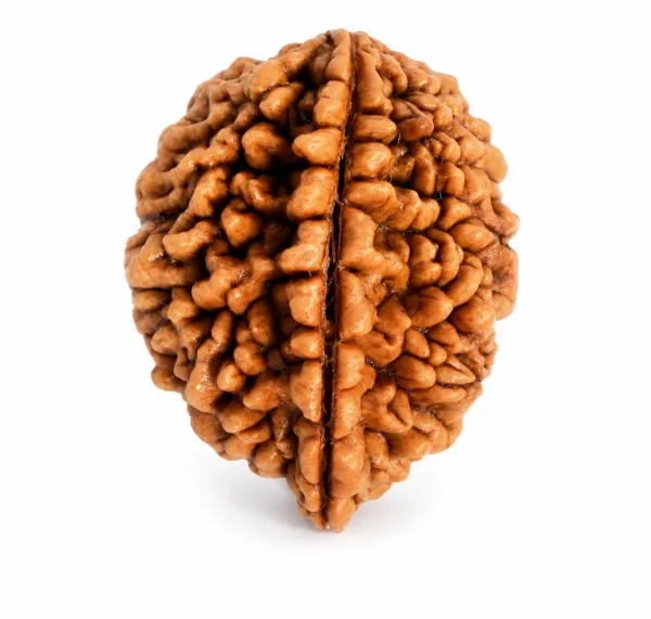 2_Mukhi_Nepali_Rudraksha