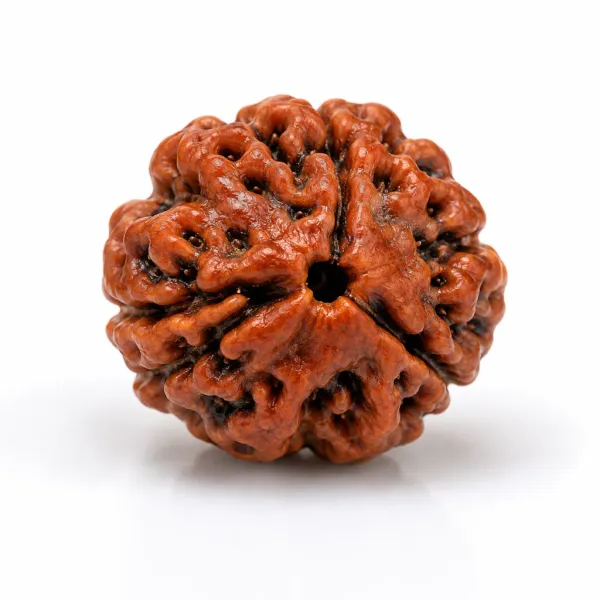 3_Mukhi_Nepali_Rudraksha_Beads_(Govt._Lab_Certified)