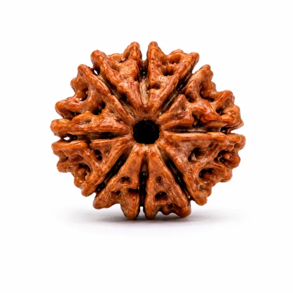 8_Mukhi_Nepali_Rudraksha_(Govt_Lab_Certified)