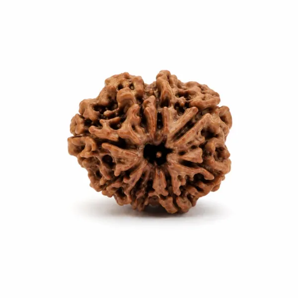 9_Mukhi_Nepali_Rudraksha_(Govt_Lab_Certified)