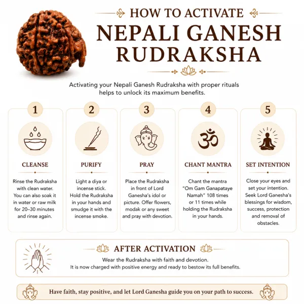 Ganesh_Mukhi_Rudraksha_(Govt_Lab_Certified)