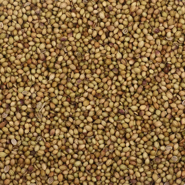 Premium_Quality_Coriender_Seed_200G_Pack_Of_2_For_Cooking