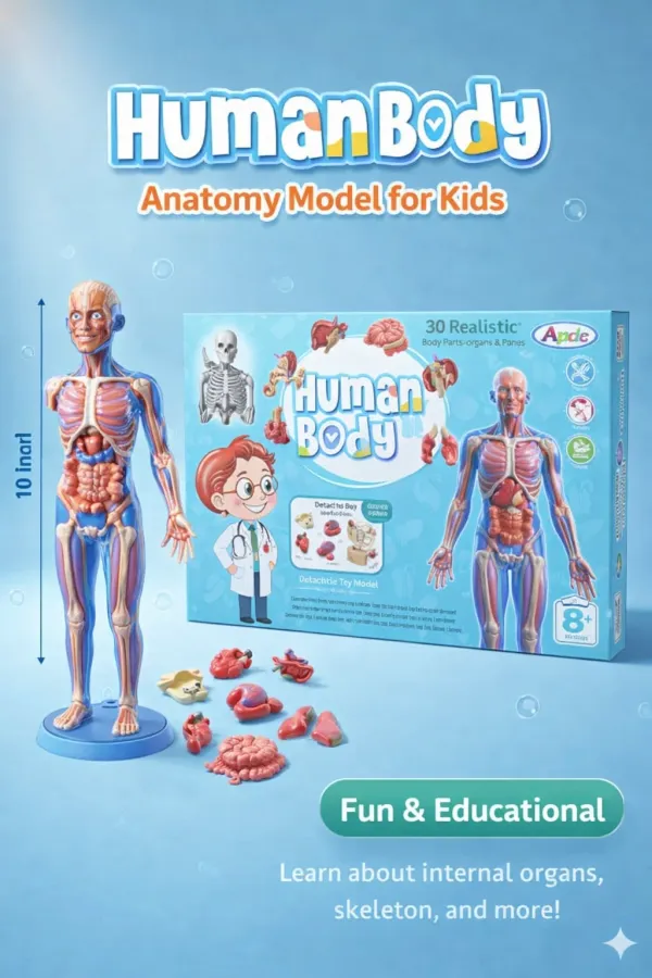 Multicolor_3_D_Human_Body_Anatomy_Model_For_Kids_30_Realistic_Detachable_Organs_And_Bones_Stem_Educational_Science_Kit