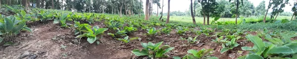 Natural_Pure_Black_Ginger_Powder
