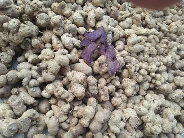 Natural_Pure_Black_Ginger_Powder