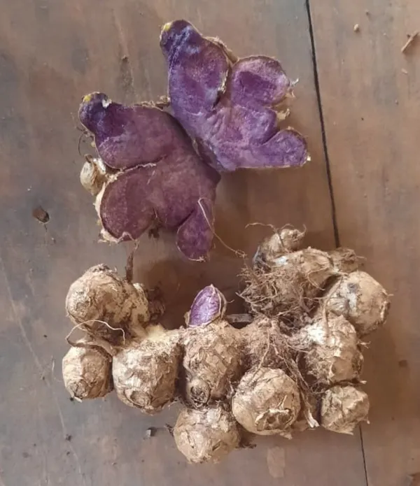 Natural_Pure_Black_Ginger_Powder