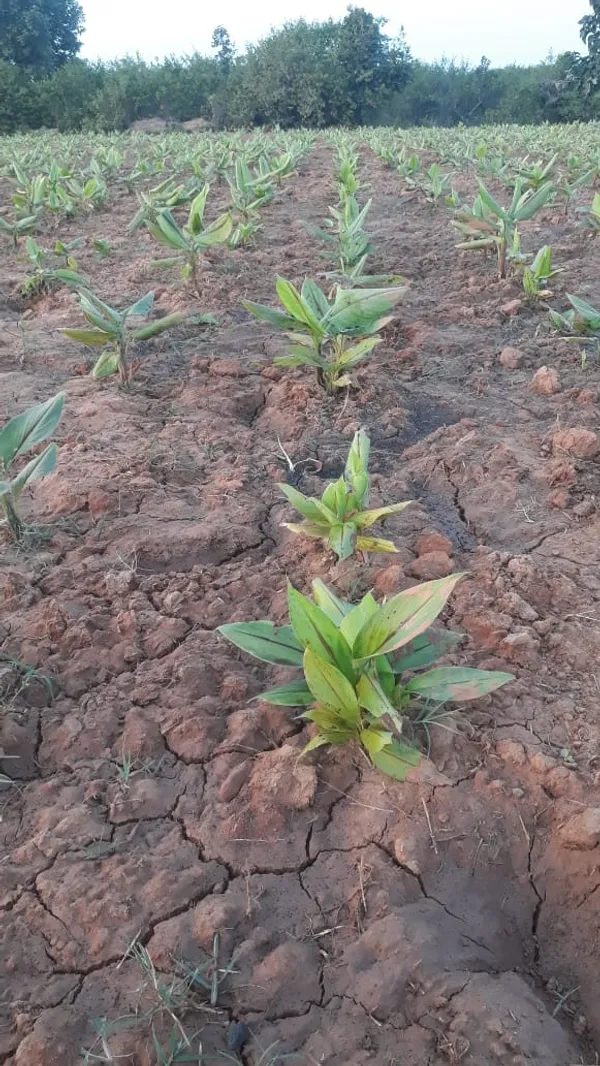 Organic_Black_Turmeric