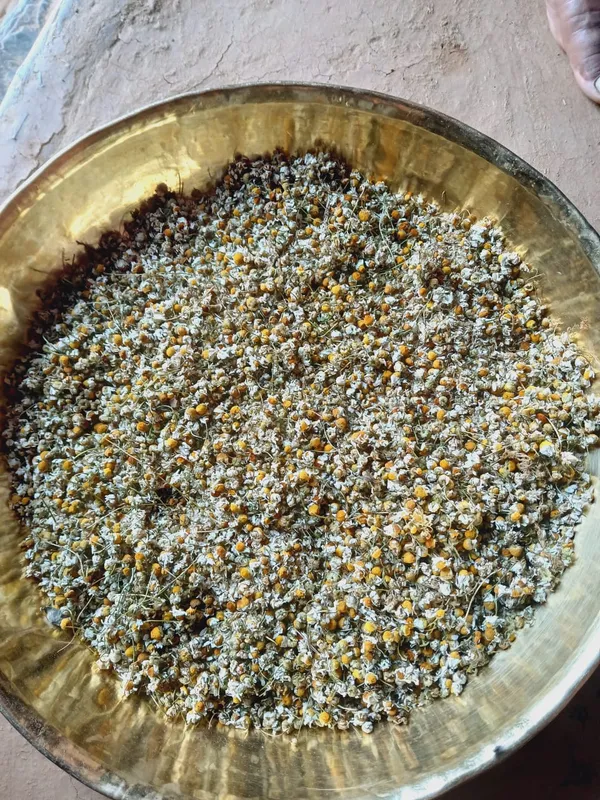 Dry_Chamomile_Flowers