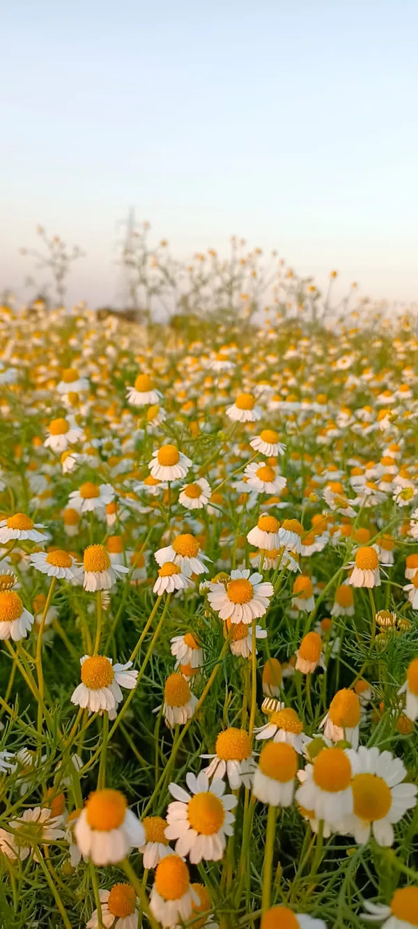Dry_Chamomile_Flowers