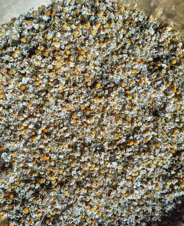 Dry_Chamomile_Flowers