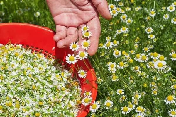 Dry_Chamomile_Flowers