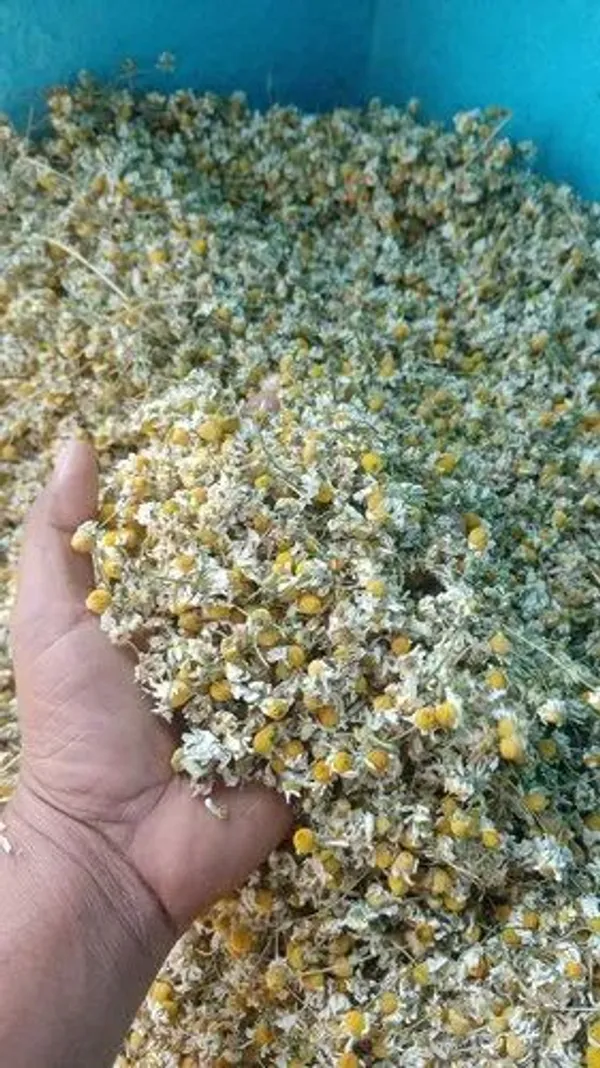 Dry_Chamomile_Flowers
