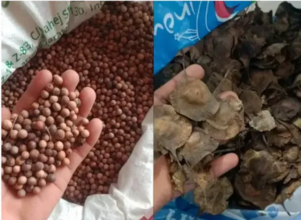 White__And_Red___Sandalwood_Seed_Combo