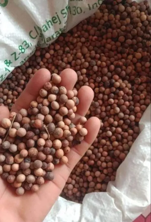 White__And_Red___Sandalwood_Seed_Combo
