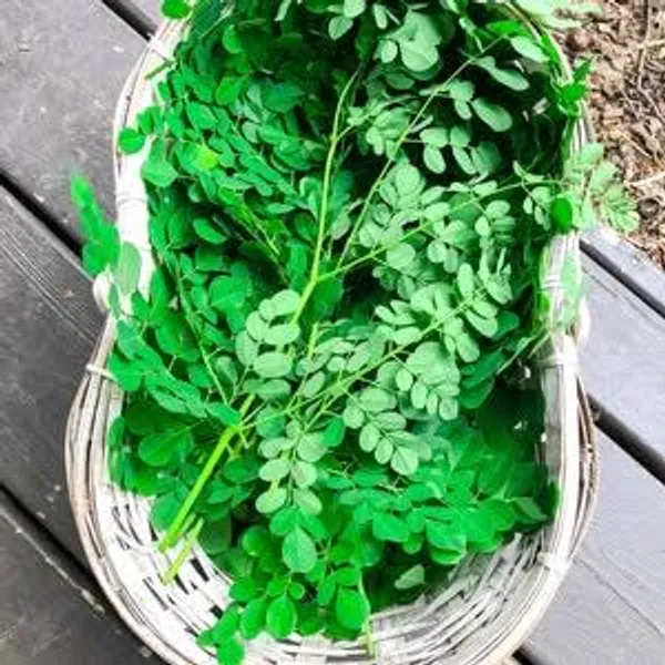 Pure_Organic_Moringa_Powder