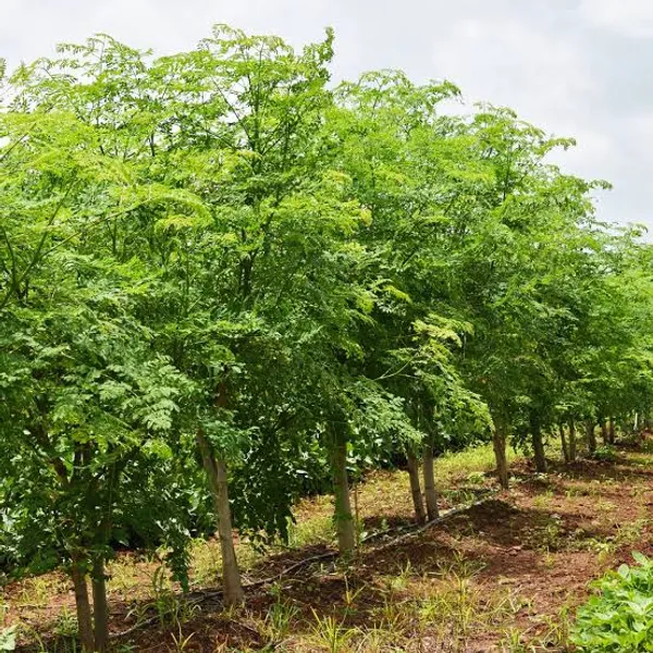 Pure_Organic_Moringa_Powder