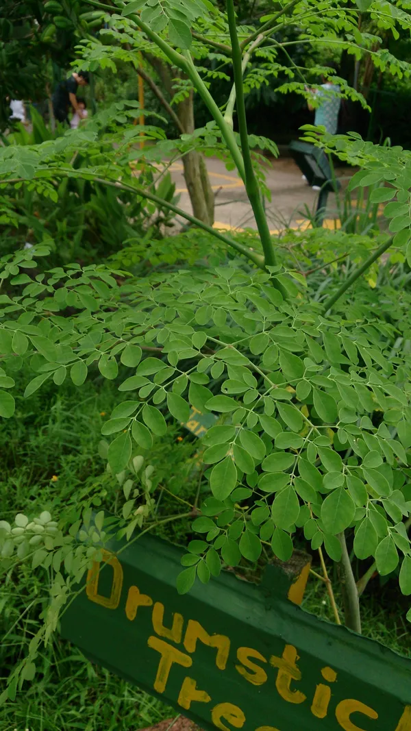 Pure_Organic_Moringa_Powder