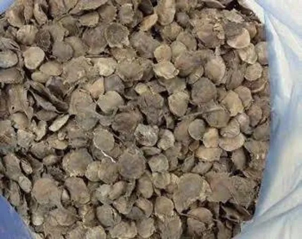 Red_Sandalwood_Seed_100_Gm