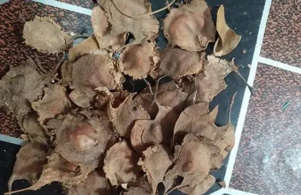Red_Sandalwood_Seed_100_Gm
