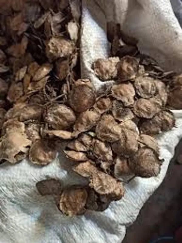 Red_Sandalwood_Seed_100_Gm