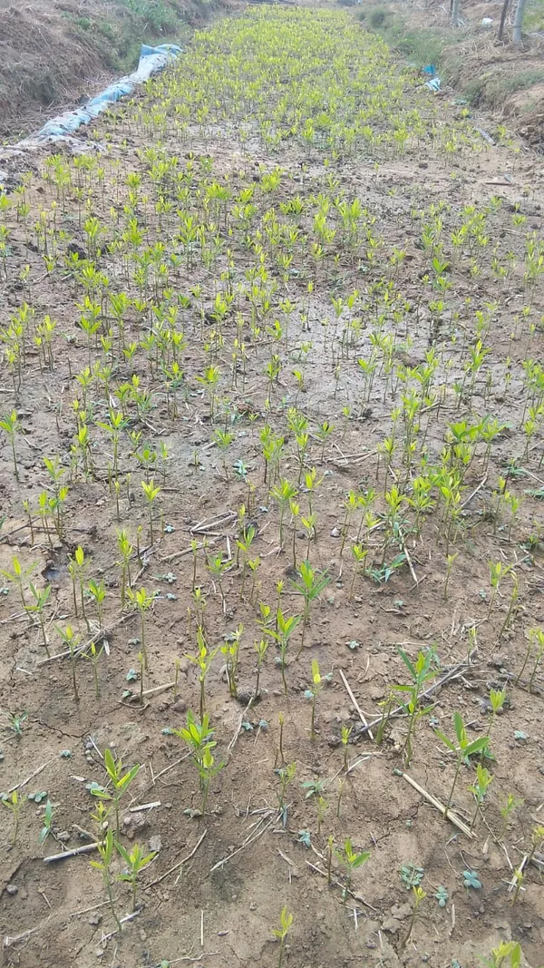 White_Sandalwood_Seed_100_Gm