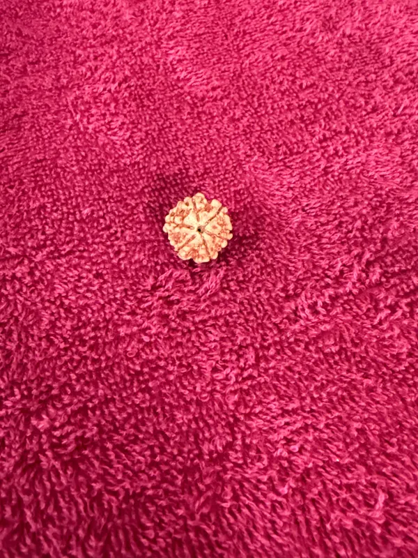 Natural_Brown_Natural_Rudraksha_Seeds_Rudraksha_Mala