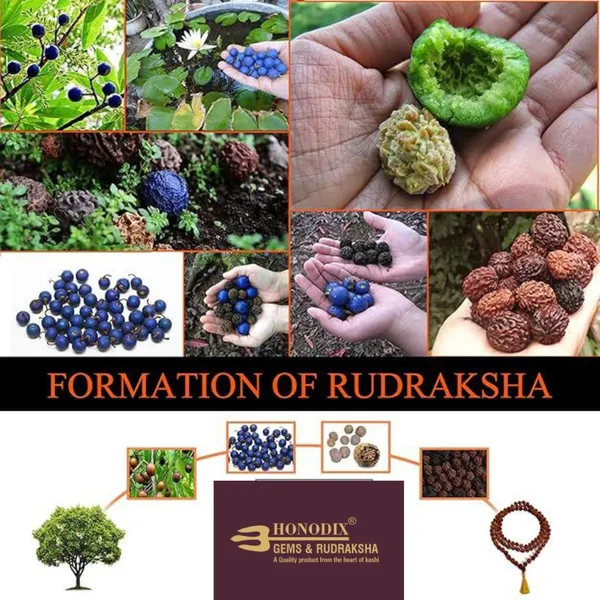 Natural_Brown_Natural_Rudraksha_Seeds_Rudraksha_Mala