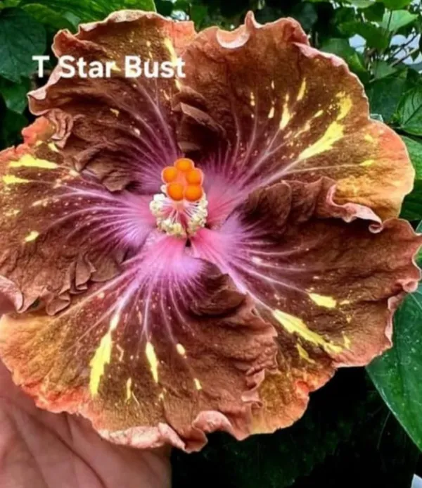 T_Star_Bust_Hibiscus_Plant_-_Live_Exotic_Flowering_Plant