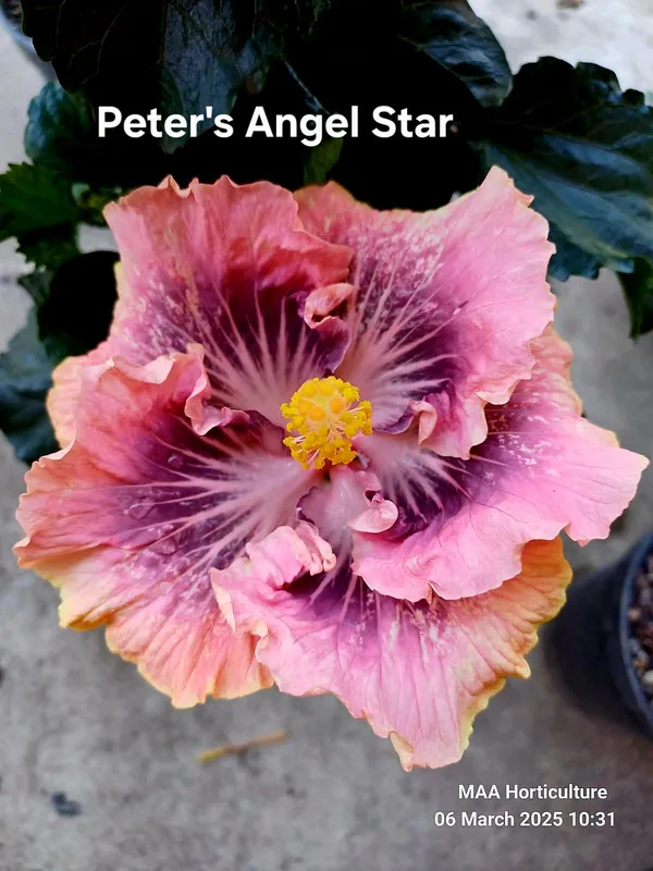 Peter's_Angel_Star_Hibiscus__Flowering_Plant_-_Ornamental_Hibiscus_with_Ruffled_Pink-Purple_Blooms