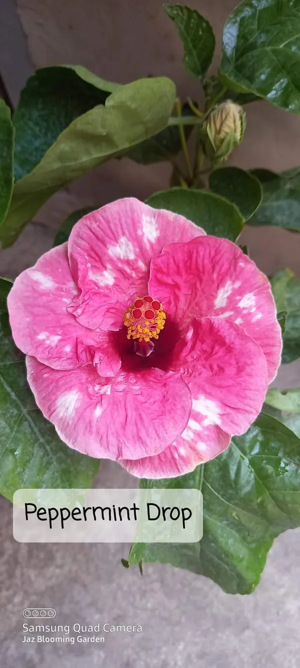Peppermint_Drop_Hibiscus_Plant_-_Pink_&_White_Variegated_Flowering_Plant