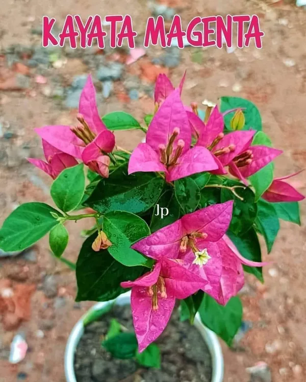 Kayata_Magenta_Bougainvillea_Live_Plant_with_Pot
