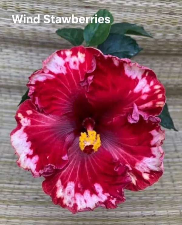 Red_And_Pink_Flowering_Plant
