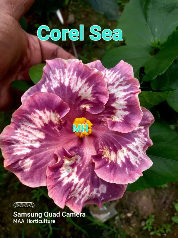 Corel_Sea_Hibiscus_Flower_Plants__-_Pink_Purple_Variegated_Variety