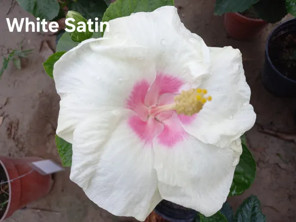 White_Satin_Hibiscus_Live_Plant_-_China_Rose_Flowering_Plant