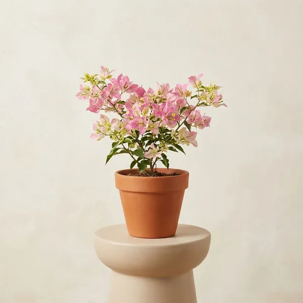 Coral_Masuri_Bougainvillea_Plant_-_Pink_&_Coral_Flowering_Ornamental_Plant