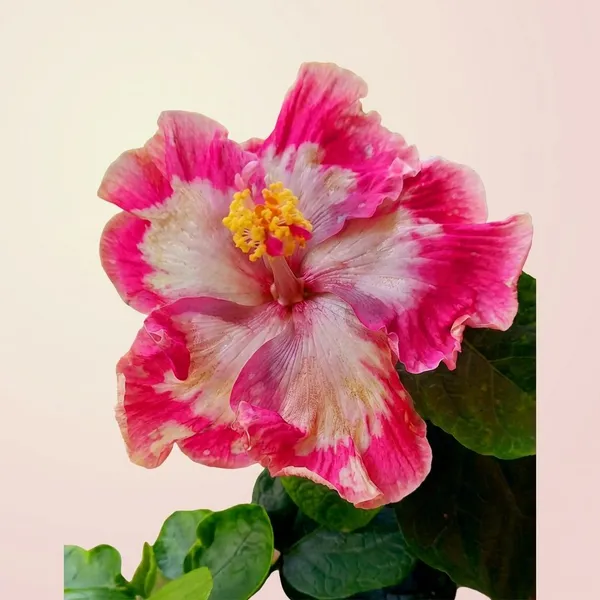 M_Purple_Qutlz_Hibiscus_Plant_-_Multi-Color_Variegated_Flowering_Plant