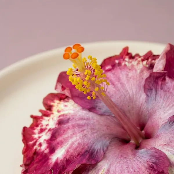 Shueshallian_Goddess_of_Wisdom_Hibiscus_Flower_Plants