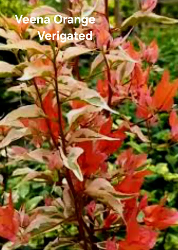 Veena_Orange_Variegated__Bougainvillea_Plant