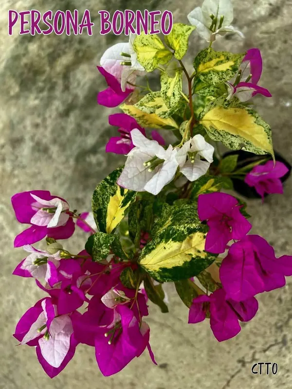 Persona_Borneo_Variegated_Bougainvillea_Plant_-_Pink_and_White_Flowering_Ornamental_Plant
