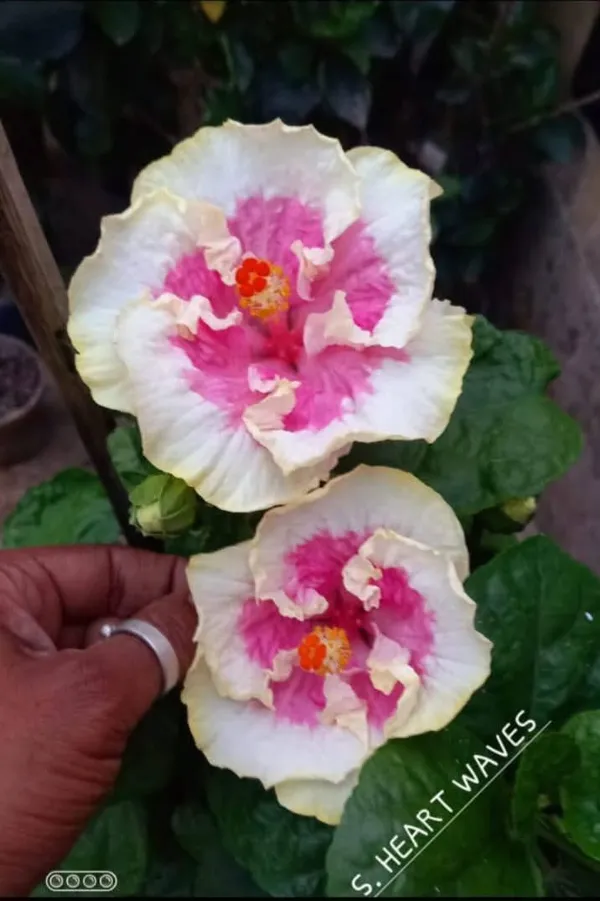 S._Hearts_Weavs_Hibiscus_plants