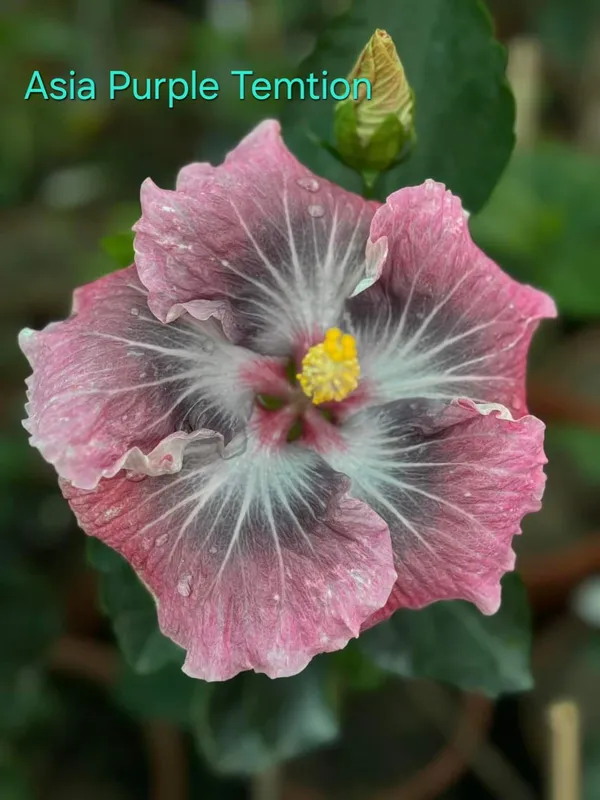 Asia_Purple_Temptation_Hibiscus_Plant_-_Exotic_Pink_Flowering_Variety