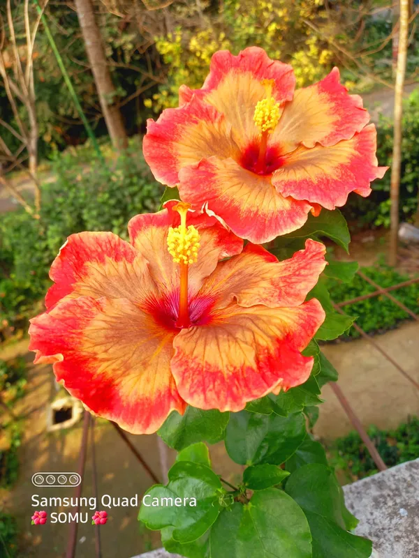 H.C_&_T._Orange_Rainbow_-Orange_Colour_Hibiscus_Flowering_Plant